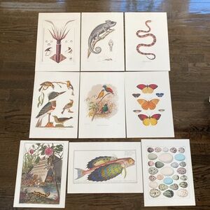 American Museum of Natural History - 9 Natural Life Frame Worthy Art Posters